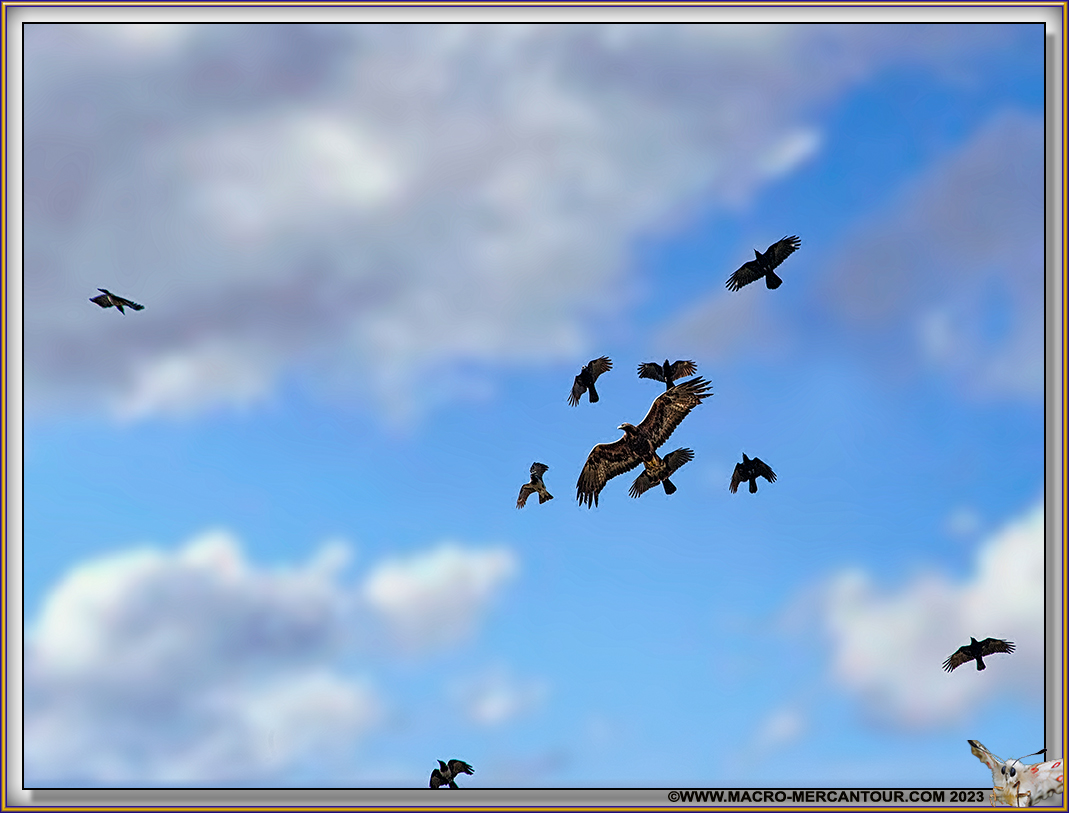 Buse variable et Corbeaux